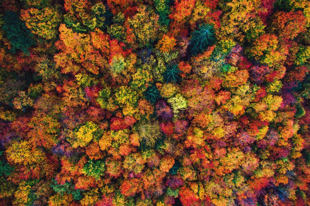 Luchtfoto over herfstbos