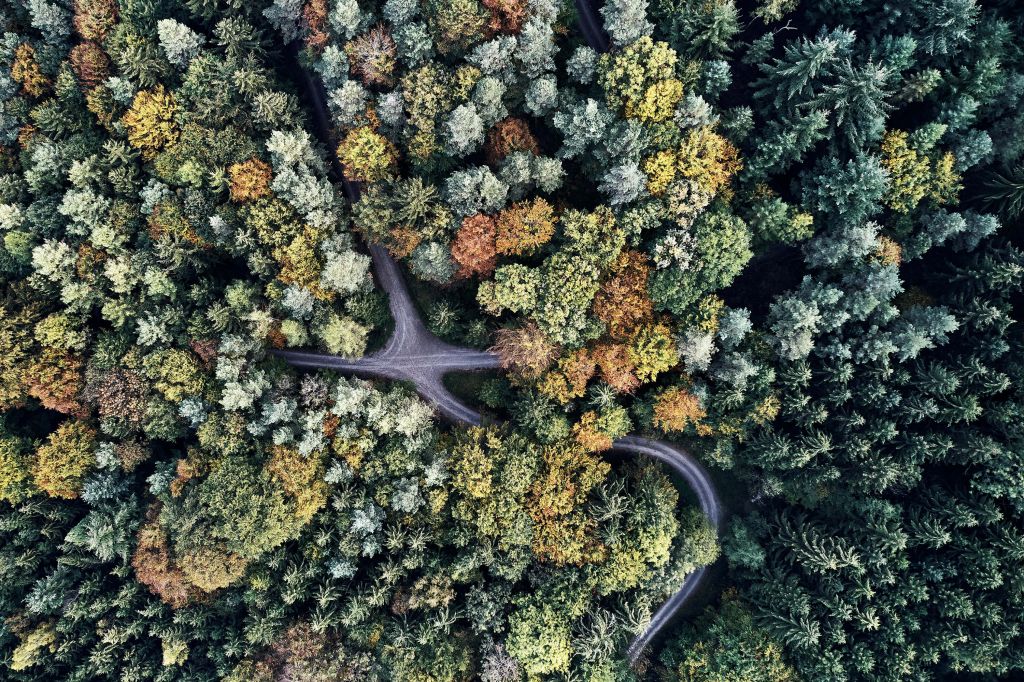 Weg in het herfstbos