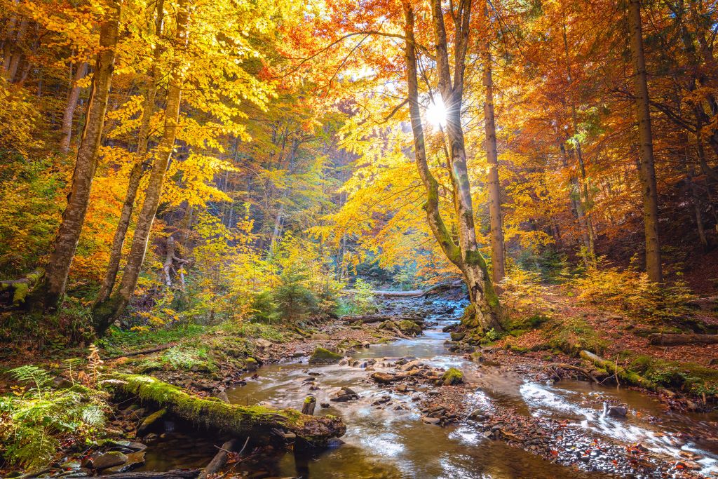 Herfst in wild bos