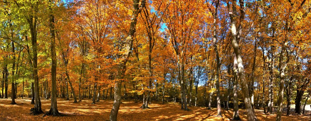 Herfst in het bos