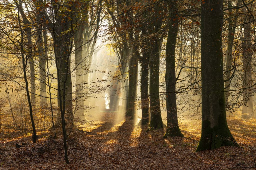 Het bos van Crécy