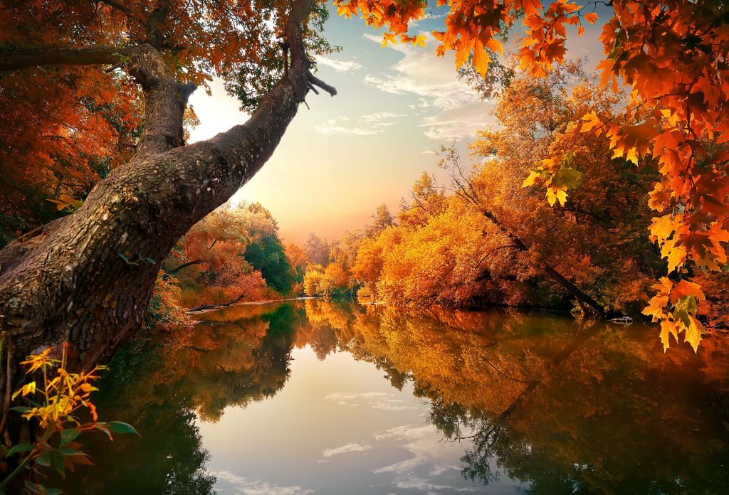Oranje herfst