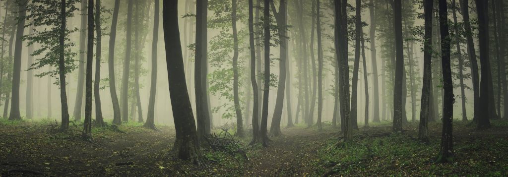 Mist in groen bos