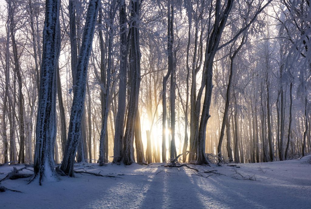 Bevroren bomen