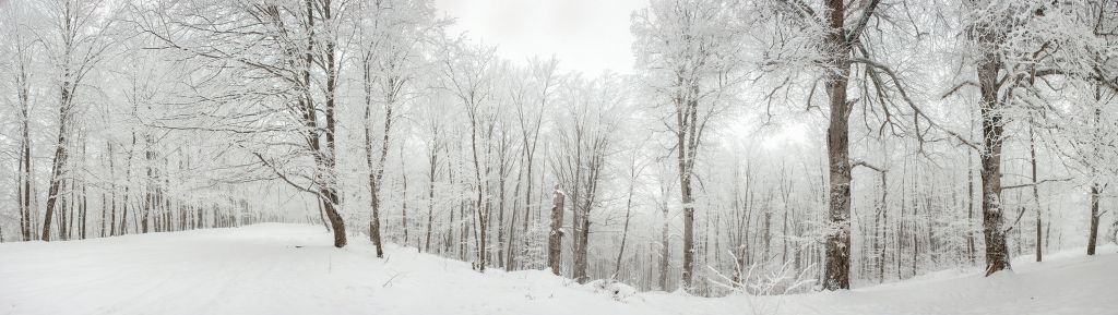 Winterbos