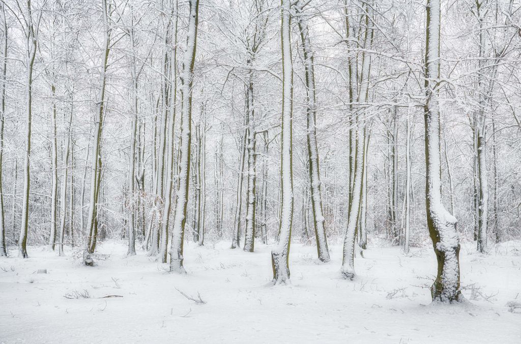 Bos met sneeuw