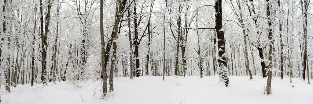 Winter panorama