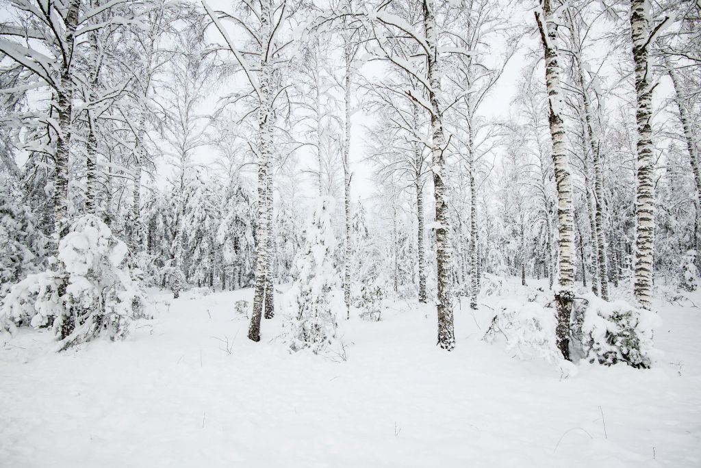 Het besneeuwde bos