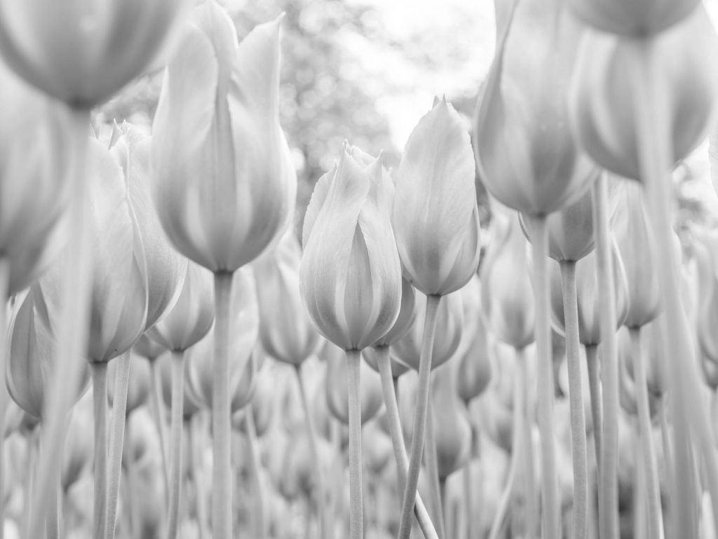 Tulpenveld