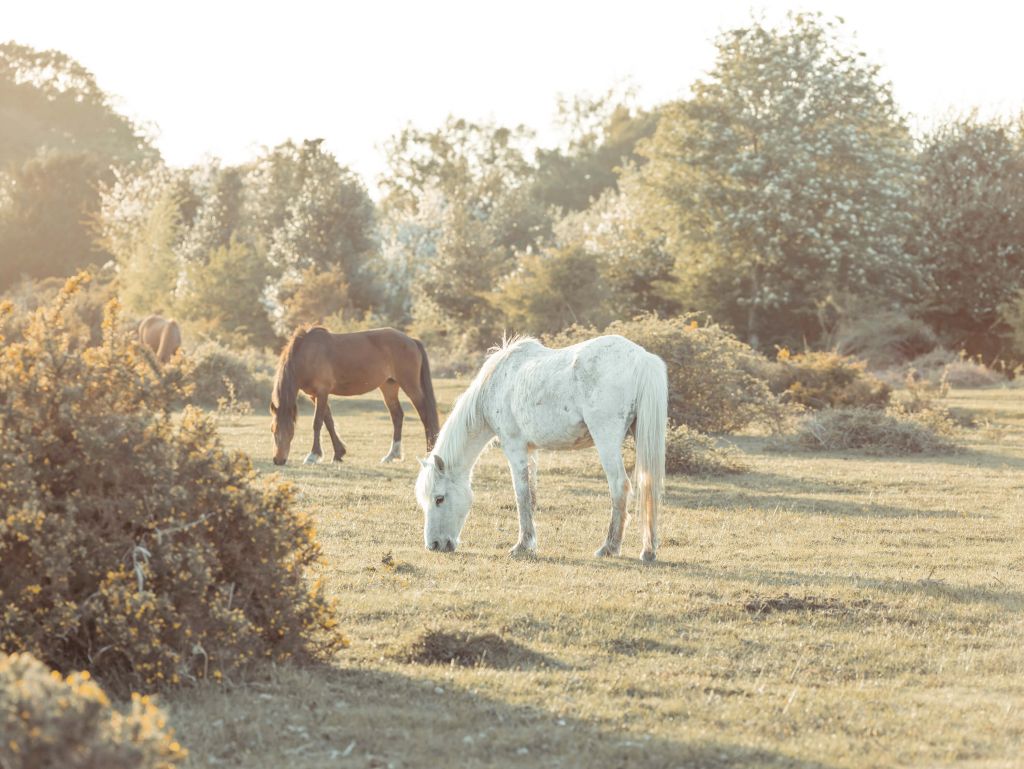 Grazende paarden