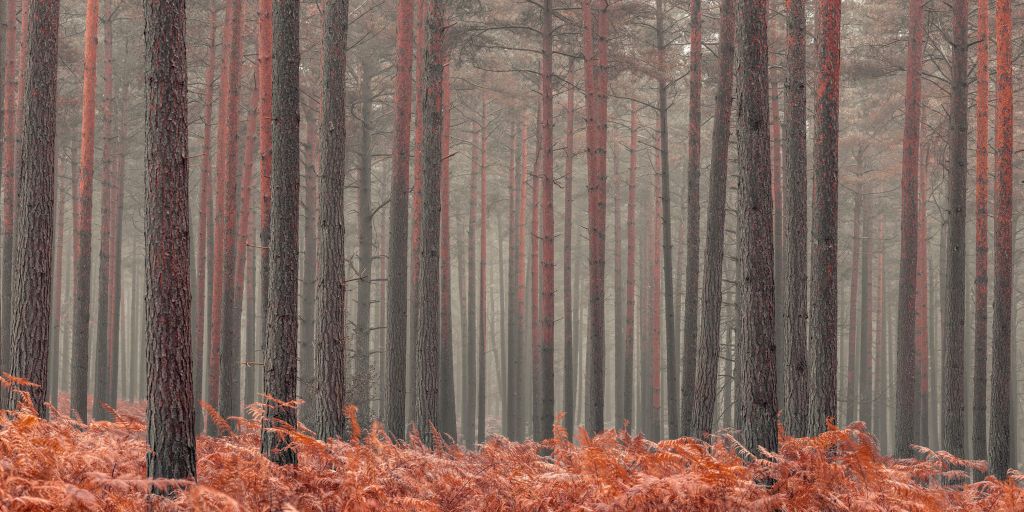 Bomen in de herfst