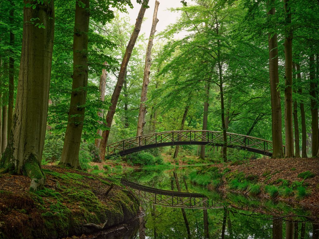 Boogbrug in het bos