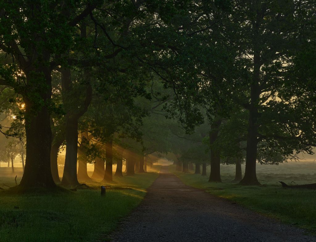 Oneindig pad met bomen