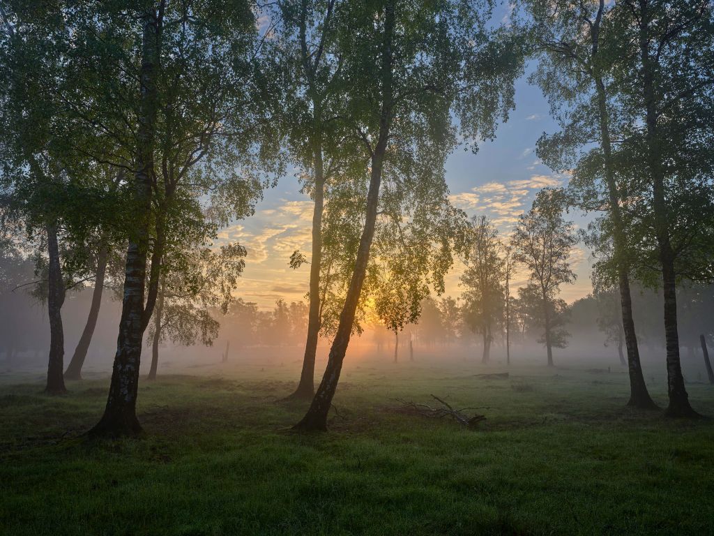 Zonsopgang bij de berken