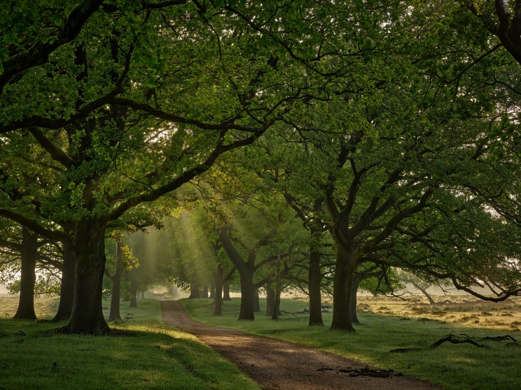 Pad tussen eikenbomen