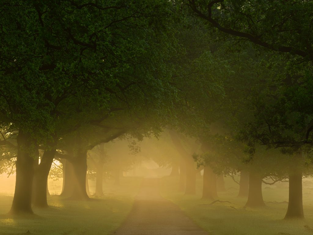 Nevel tussen de bomen