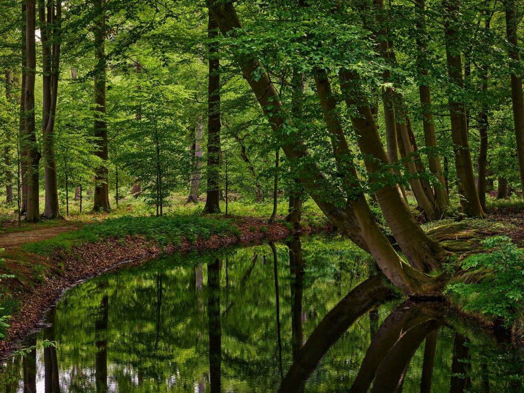 Gebogen bomen aan het water