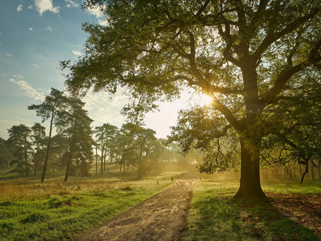 Zonsopgang in het woud