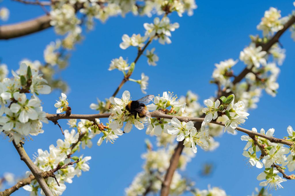 Hommel met witte bloesems