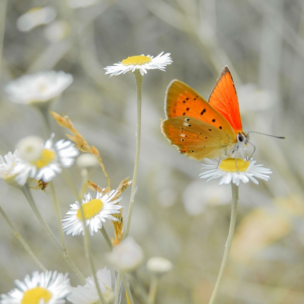 Madeliefjes en oranje vlinder