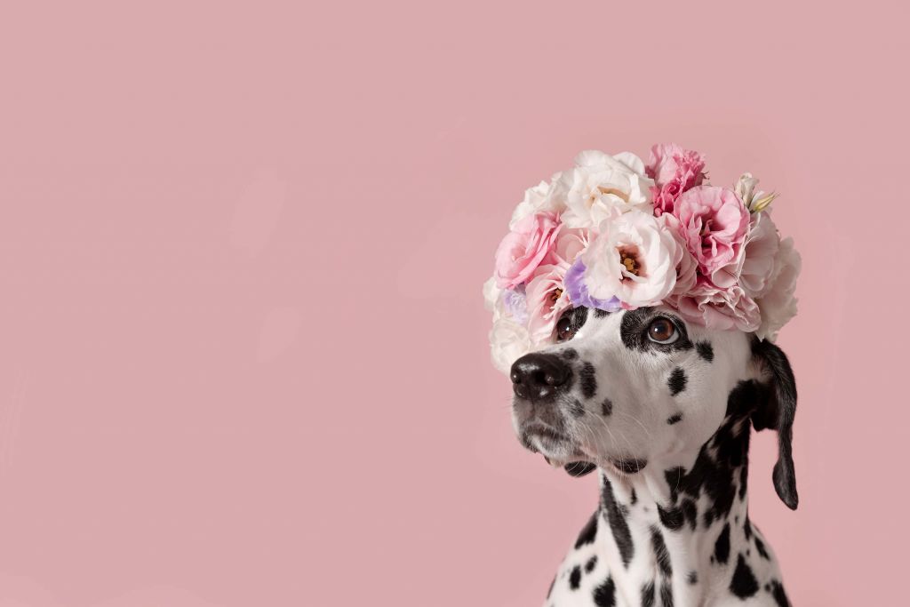 Dalmatiër met gekleurde bloemen