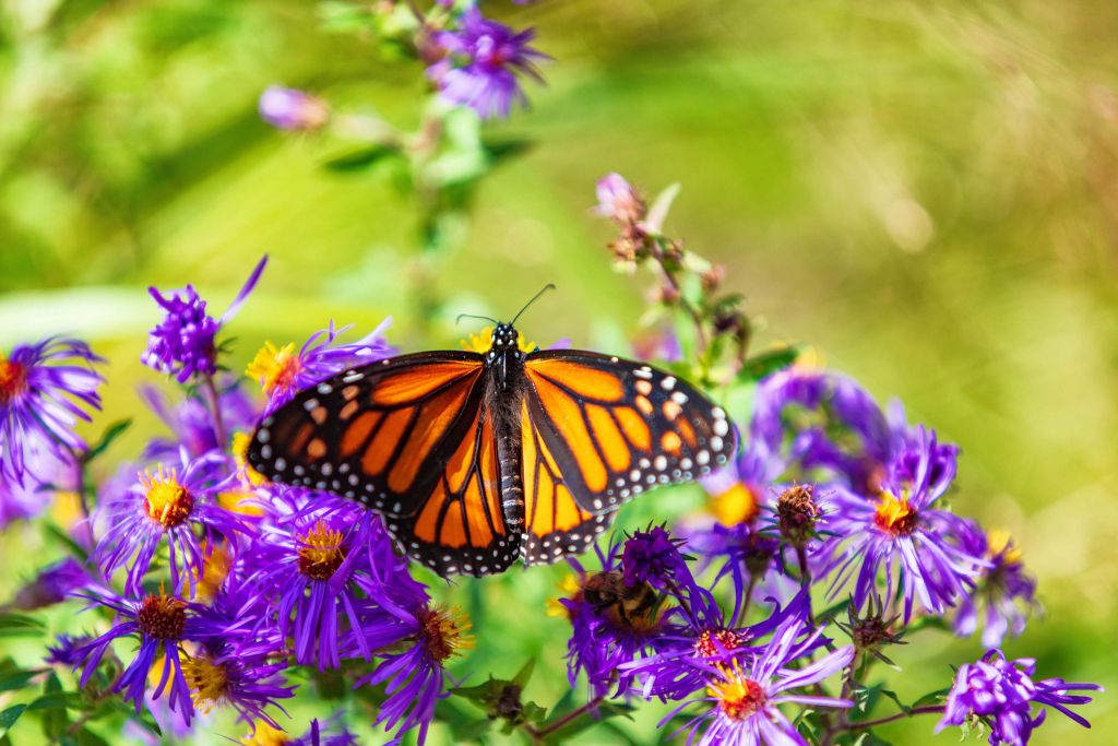 Paarse bloemen en Monarchvlinder