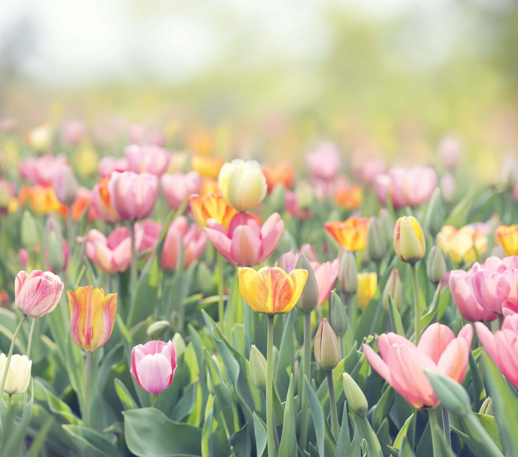 Kleurrijke tulpen