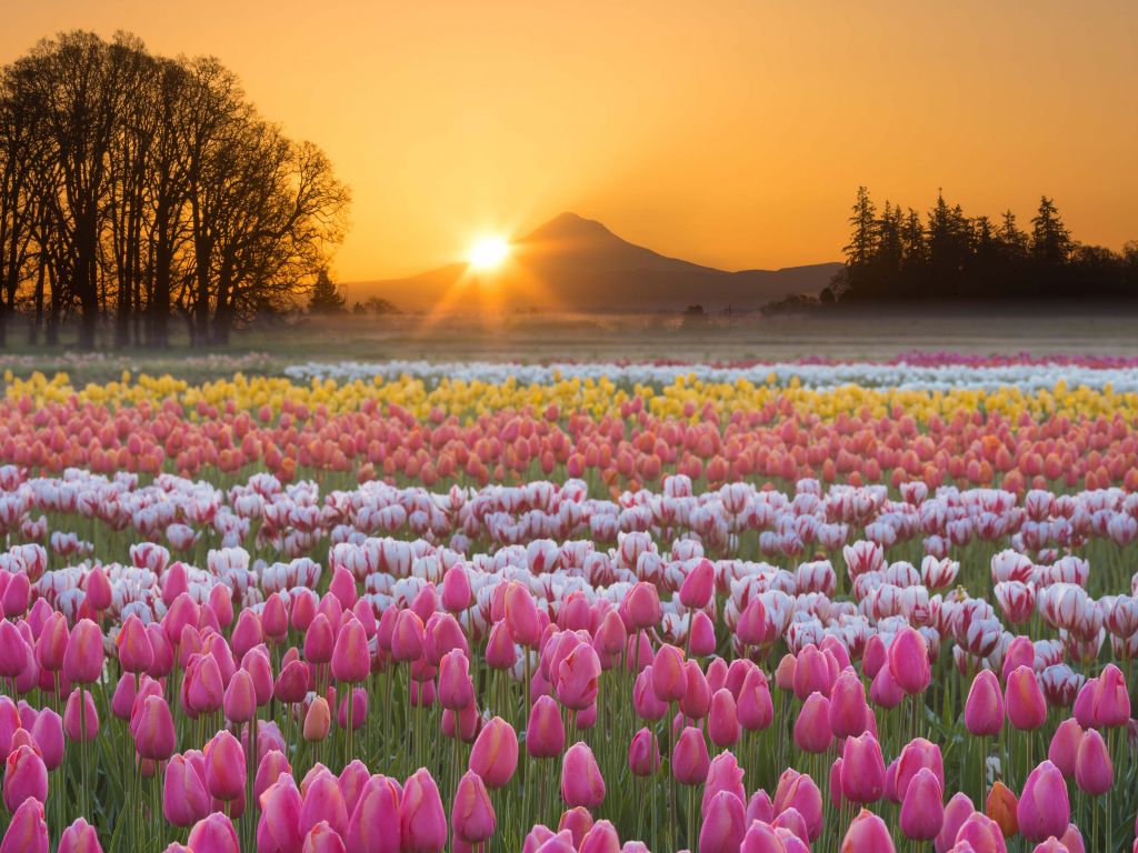 Kleurrijke tulpenveld