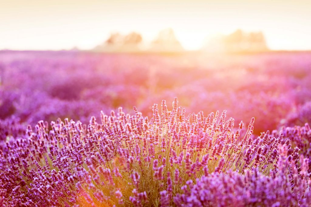 Close-up lavendel bloemen
