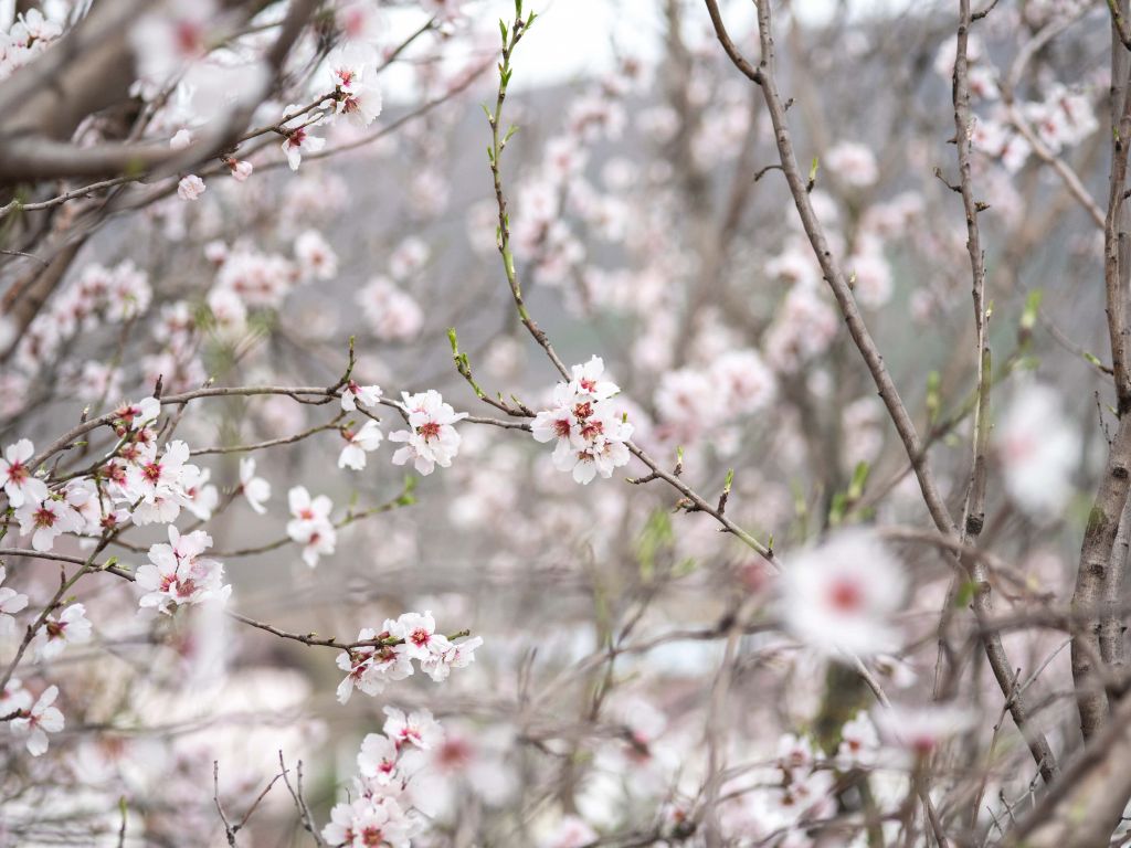 Roze witte bloesems