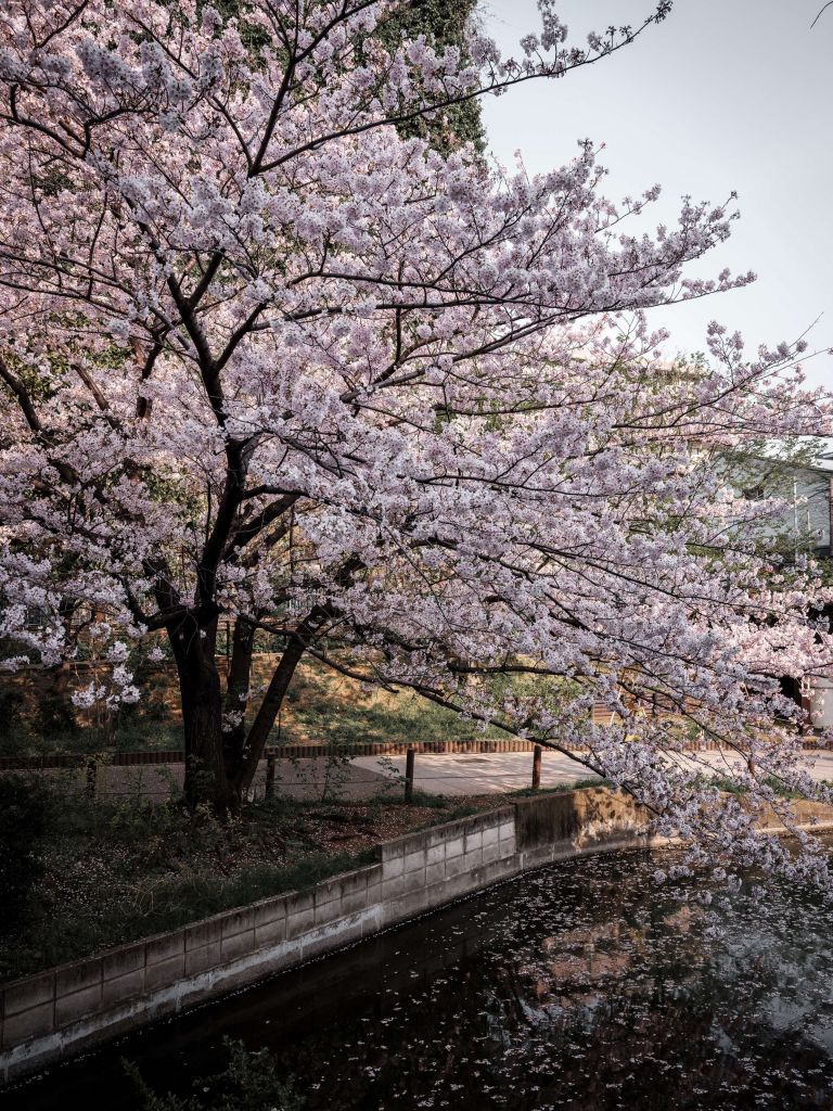 Japanse bloesemboom