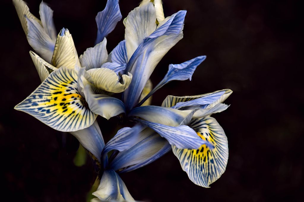 Blauwe Irissen