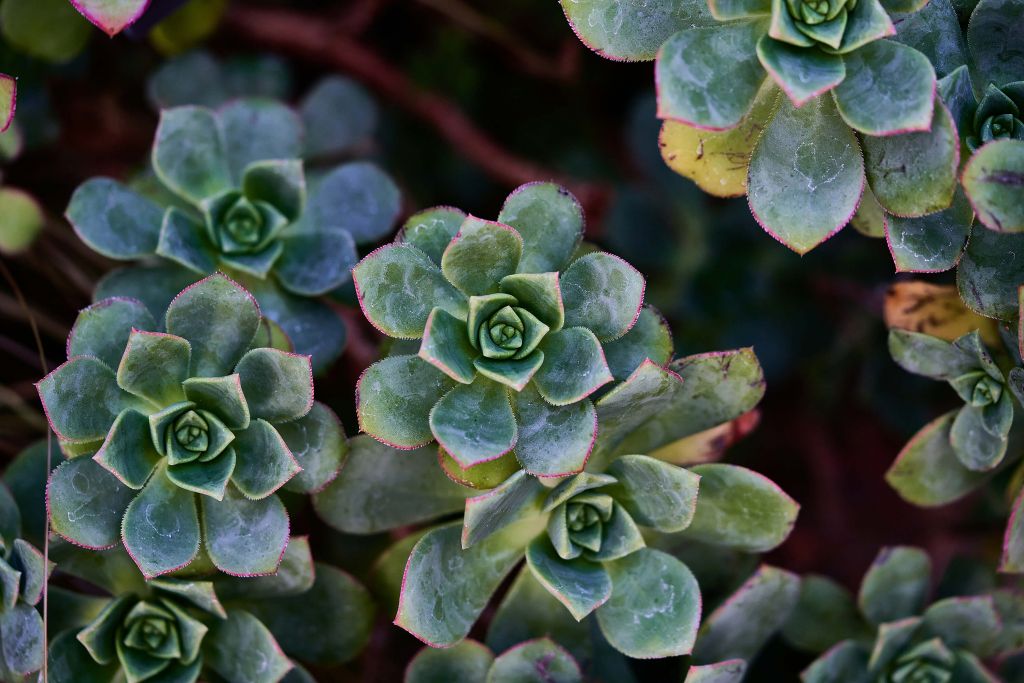 Groene bloemen