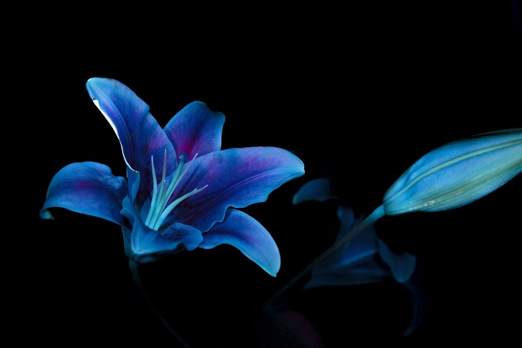 Ultraviolet bloemen