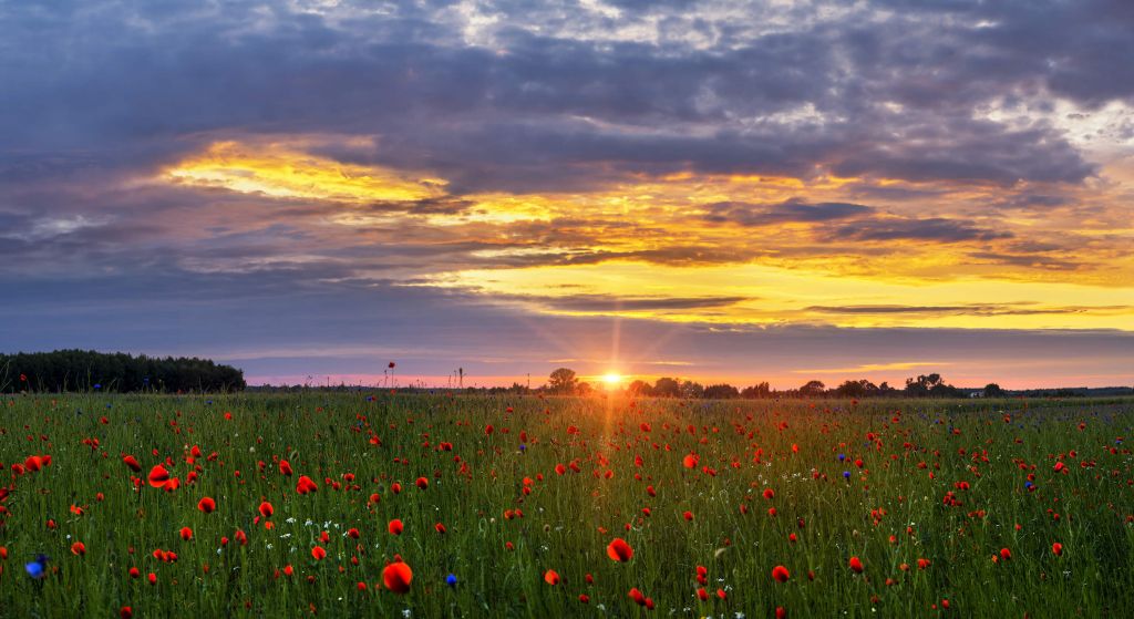 Klaprozen landschap