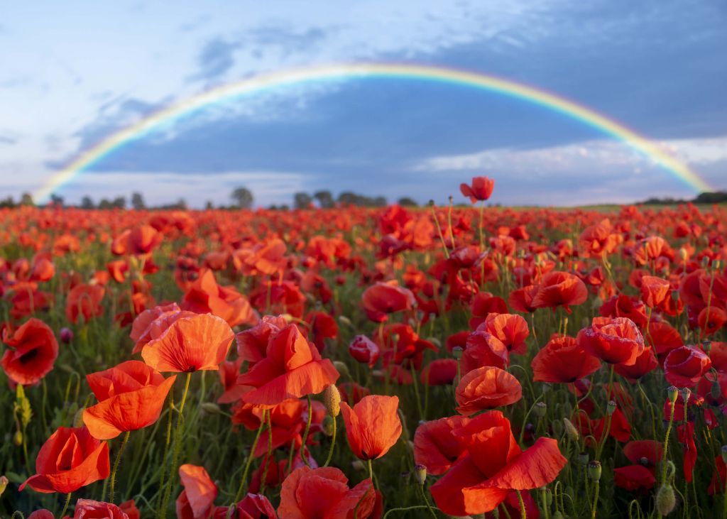 Klaprozen met regenboog