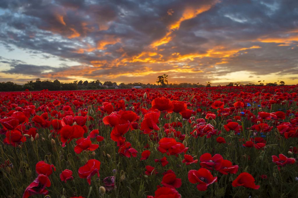 Klaprozenveld met mooie lucht