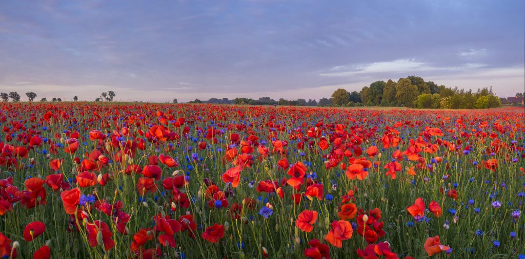 Blauwe bloemen en rode Klaprozen