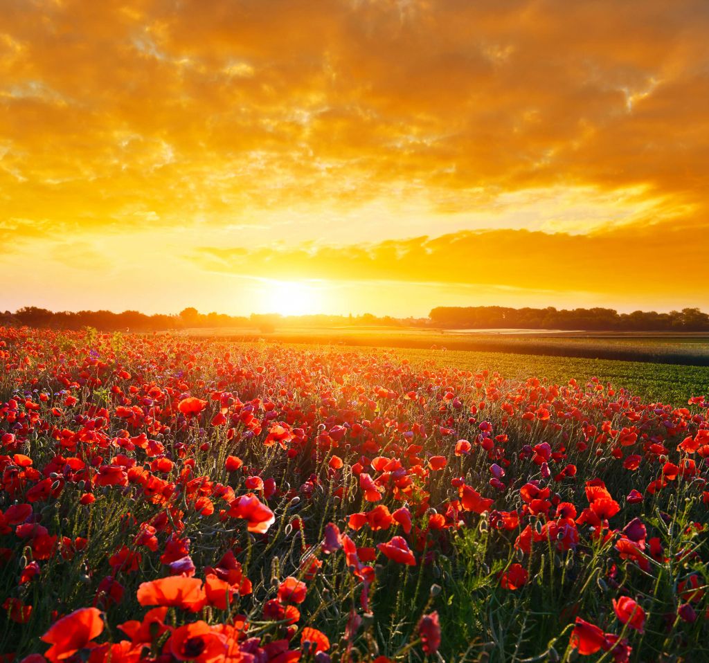 Klaprozen en zonsondergang