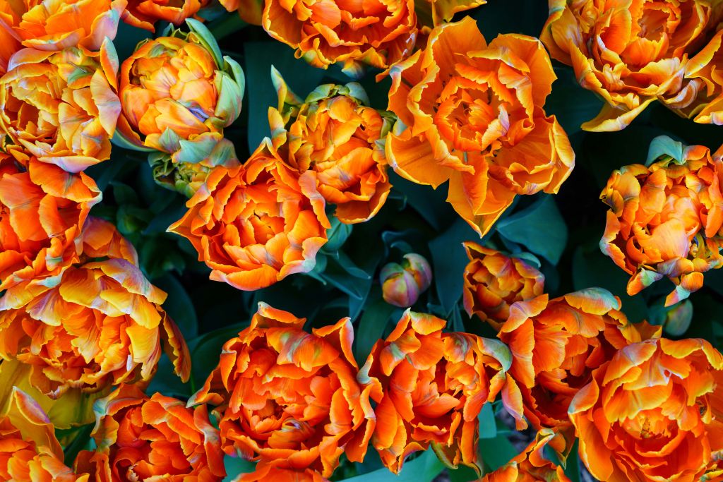 Close-up oranje tulpen