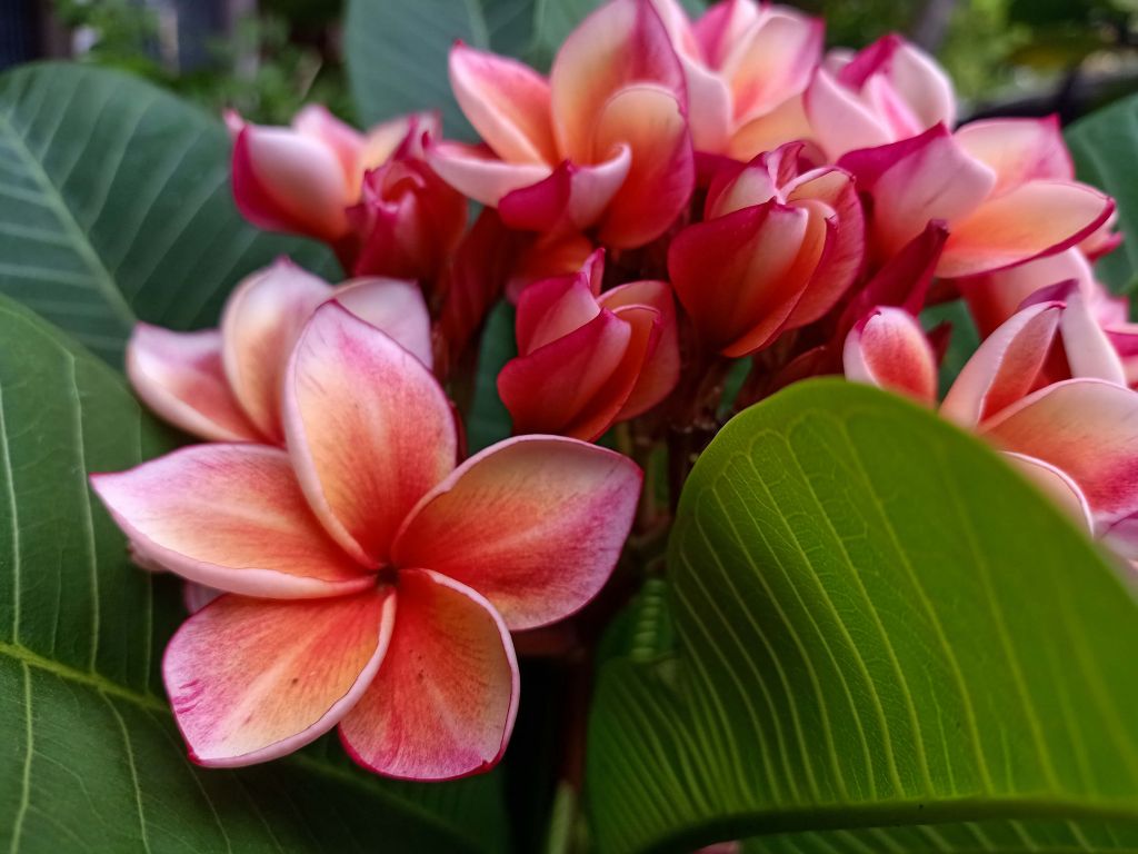 Tropische bloemen