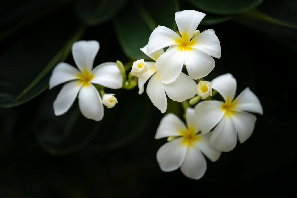 Close-up Plumeria's