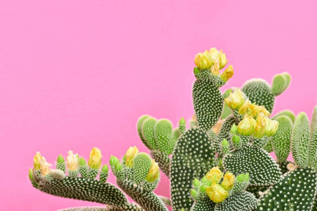 Vrolijke Cactus
