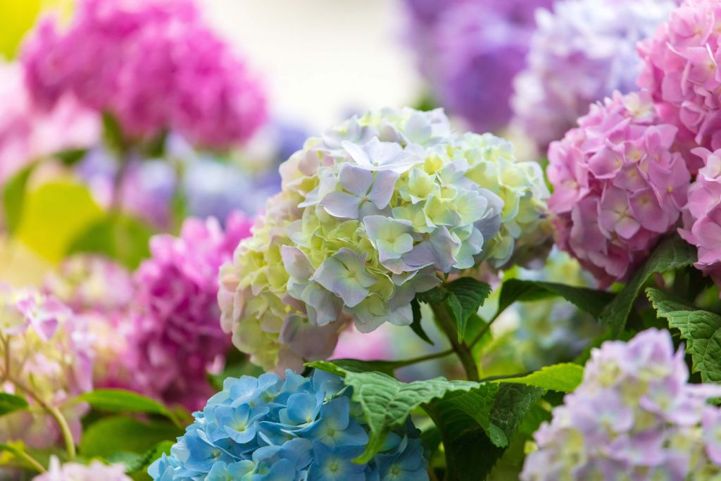 Kleurrijke bloemetjes