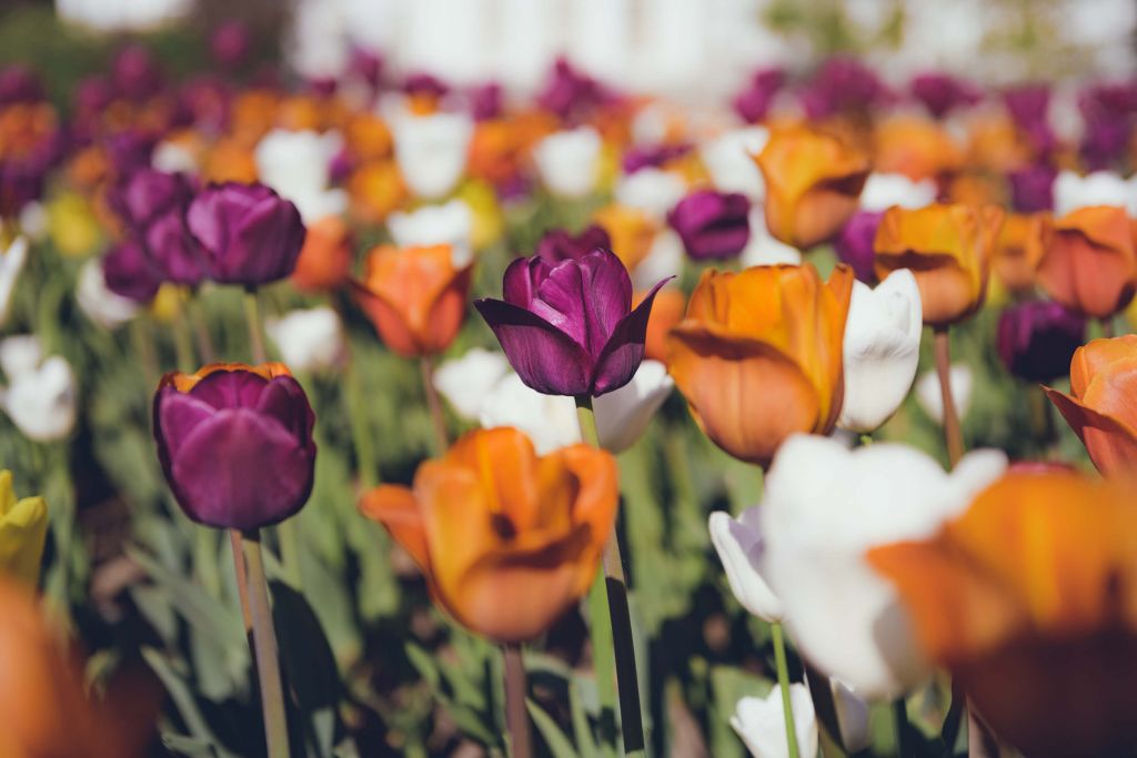 Kleurrijke tulpen in vintage style