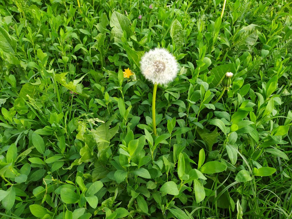 Groene veld met paardenbloem