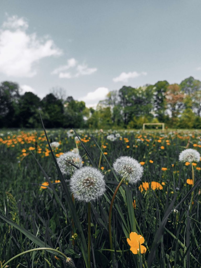 Paardenbloem weide