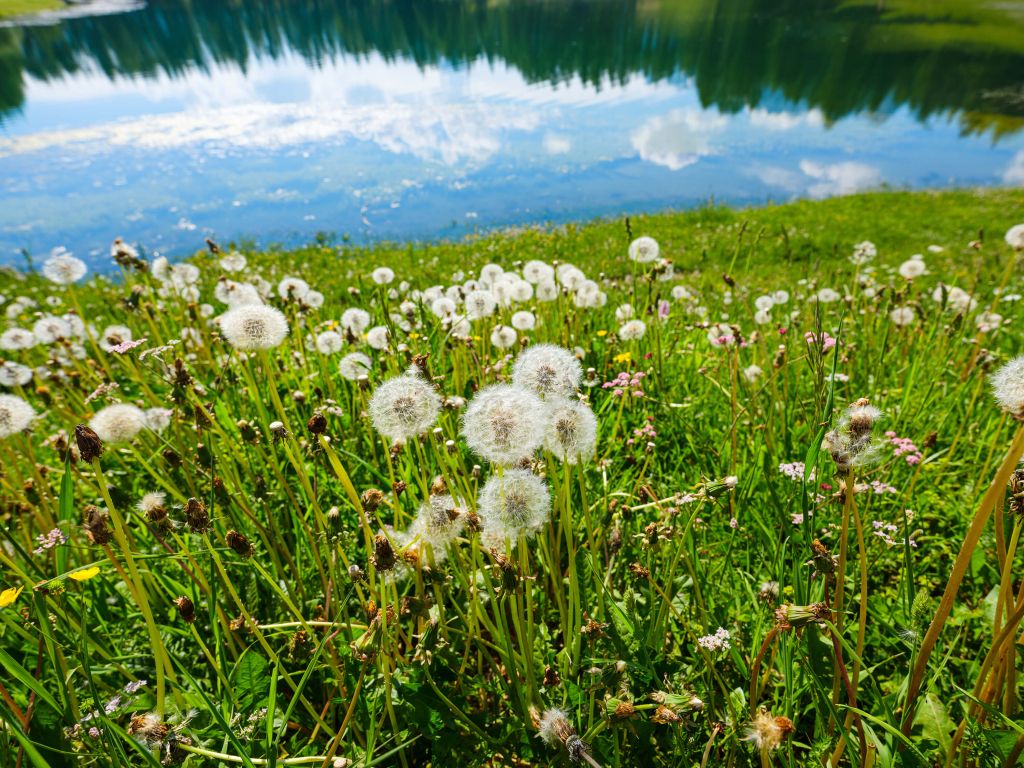 Bloemrijk veld