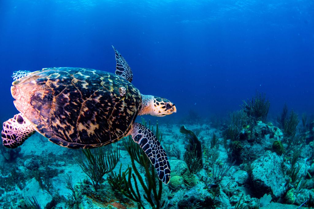 Zwemmende schildpad in de oceaan