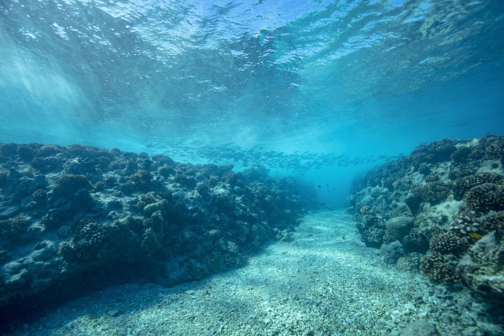 Onderwaterwereld met koraal